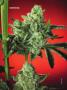 Page: - 67 | High Times