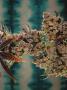 Page: - 69 | High Times