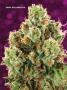 Page: - 70 | High Times