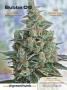 Page: - 3 | High Times