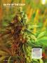 Page: - 64 | High Times