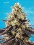 Page: - 67 | High Times
