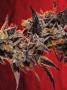 Page: - 69 | High Times