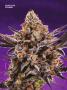 Page: - 70 | High Times