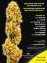 Page: - 19 | High Times