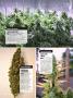 Page: - 66 | High Times