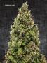 Page: - 67 | High Times