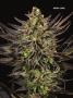 Page: - 70 | High Times