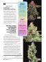Page: - 30 | High Times
