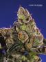 Page: - 67 | High Times