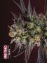 Page: - 68 | High Times