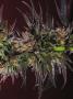Page: - 69 | High Times