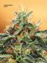 Page: - 70 | High Times