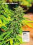 Page: - 72 | High Times