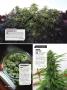 Page: - 74 | High Times