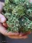 Page: - 28 | High Times