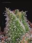 Page: - 36 | High Times