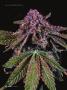 Page: - 38 | High Times