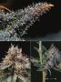 Page: - 45 | High Times