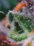 Page: - 46 | High Times