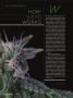 Page: - 52 | High Times