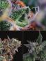 Page: - 55 | High Times