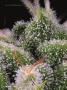 Page: - 58 | High Times