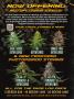 Page: - 6 | High Times