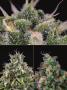 Page: - 63 | High Times