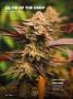 Page: - 64 | High Times