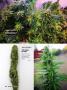 Page: - 66 | High Times