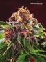 Page: - 67 | High Times
