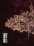 Page: - 68 | High Times