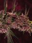 Page: - 69 | High Times