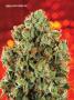 Page: - 70 | High Times