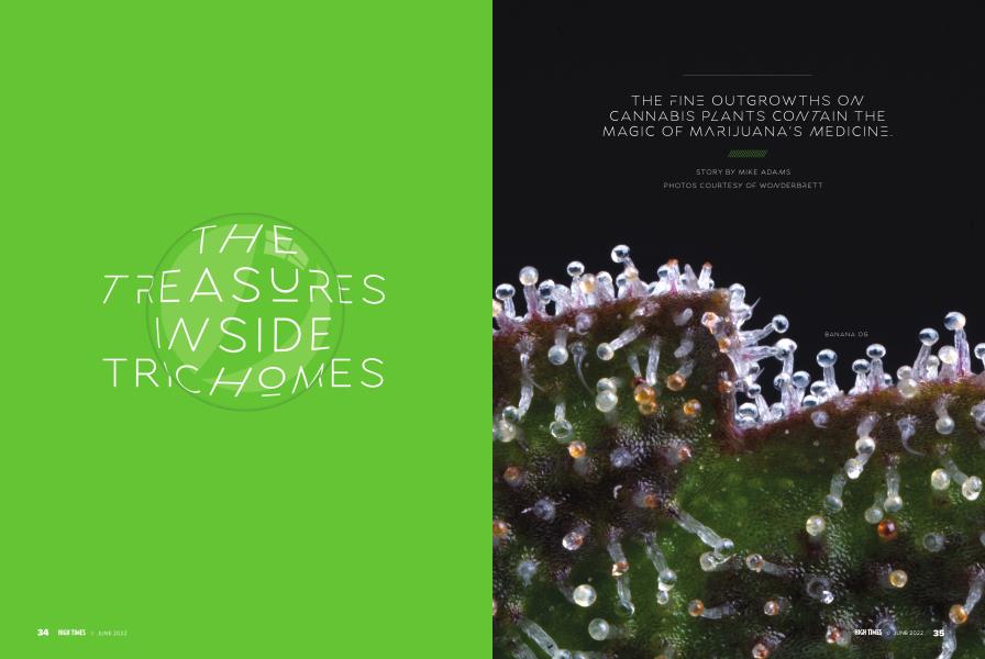 THE TREASURES INSIDE TRICHOMES