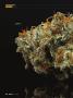 Page: - 78 | High Times