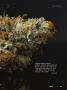 Page: - 79 | High Times