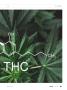 Page: - 85 | High Times