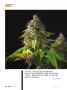 Page: - 86 | High Times