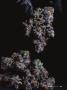 Page: - 33 | High Times