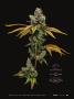 Page: - 35 | High Times