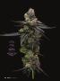 Page: - 38 | High Times
