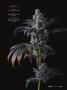 Page: - 39 | High Times