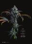 Page: - 42 | High Times