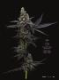 Page: - 43 | High Times