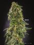 Page: - 51 | High Times