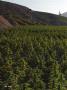 Page: - 58 | High Times