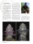 Page: - 60 | High Times