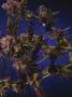 Page: - 69 | High Times